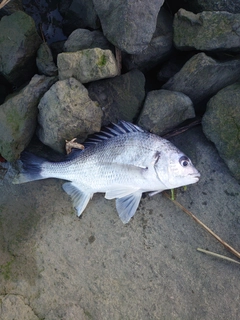 キビレの釣果