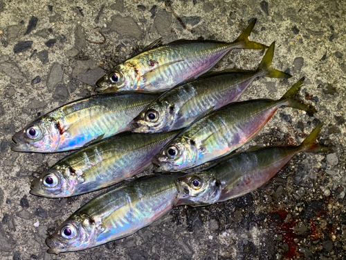 マアジの釣果