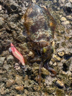 アオリイカの釣果