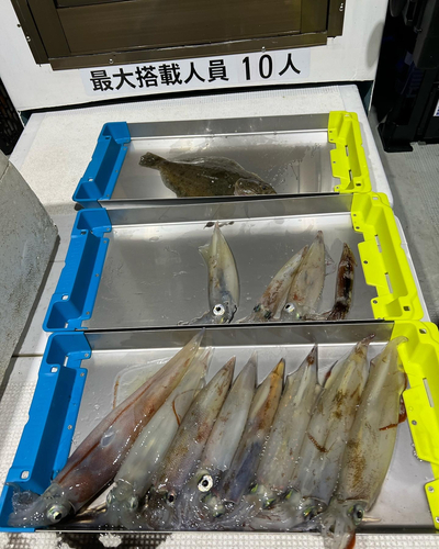 ヤリイカの釣果