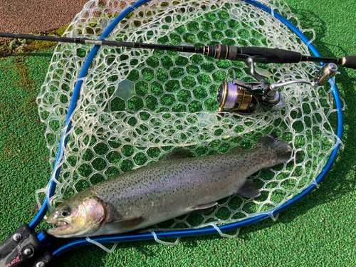 ニジマスの釣果