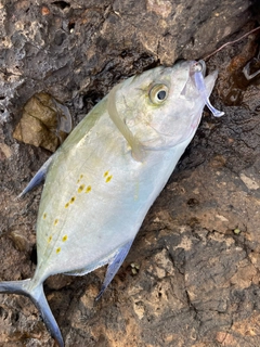 ナンヨウカイワリの釣果