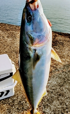 メジロの釣果