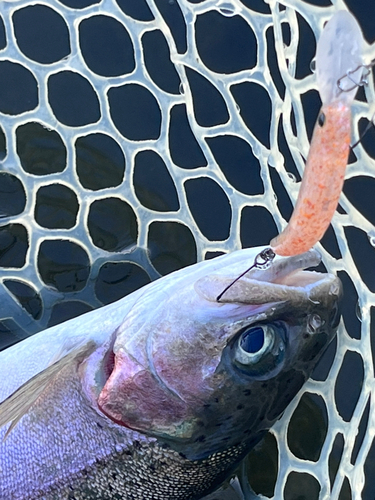 ニジマスの釣果