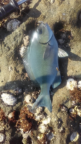 メジナの釣果