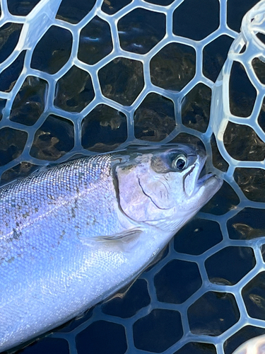 サクラマスの釣果