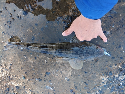 マゴチの釣果