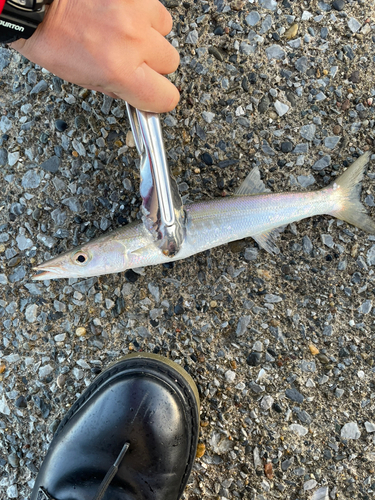 カマスの釣果