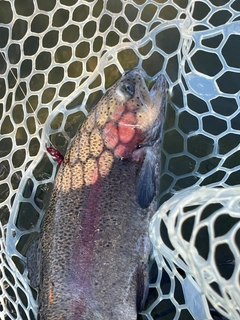 ニジマスの釣果
