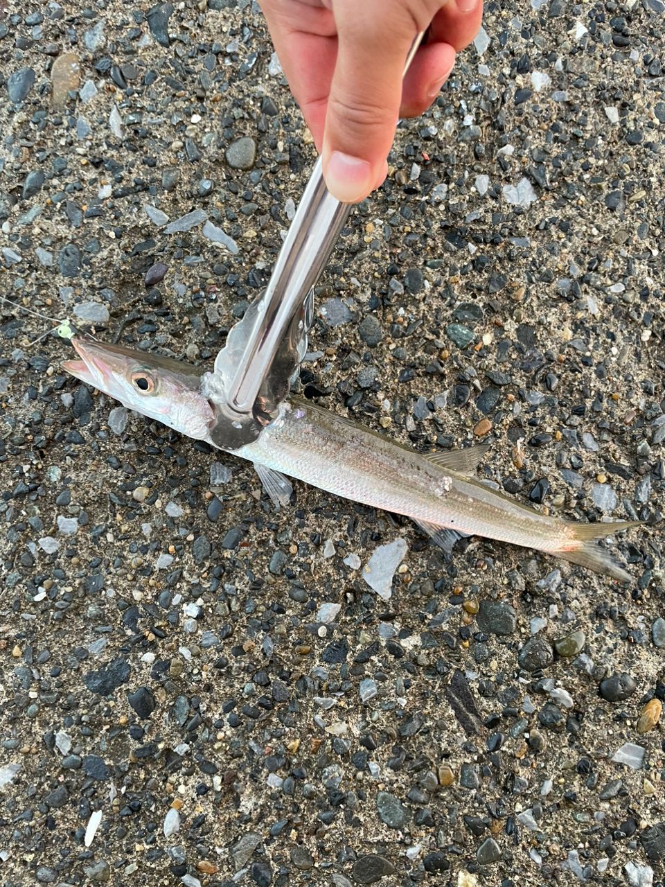 カマス