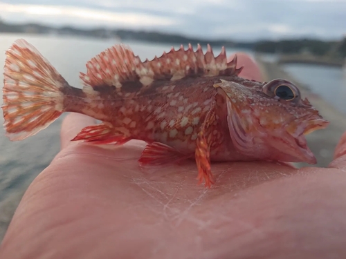 アラカブの釣果