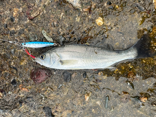 セイゴ（ヒラスズキ）の釣果