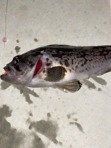 クロソイの釣果