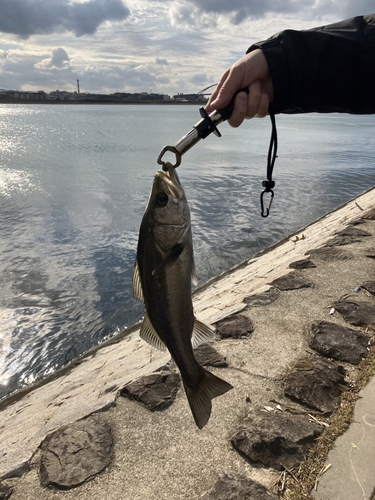 フッコ（マルスズキ）の釣果