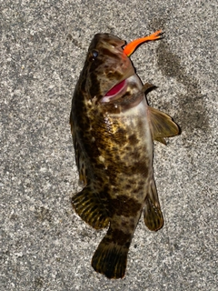 ベッコウゾイの釣果