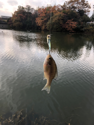 ブルーギルの釣果