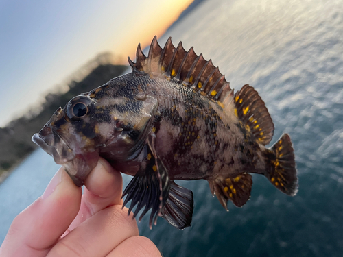 オウゴンムラソイの釣果