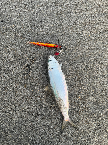 カタボシイワシの釣果