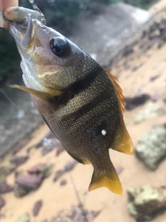 ナミフエダイの釣果