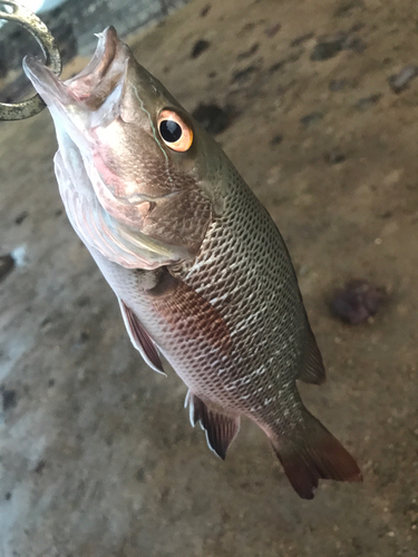 マングローブジャックの釣果