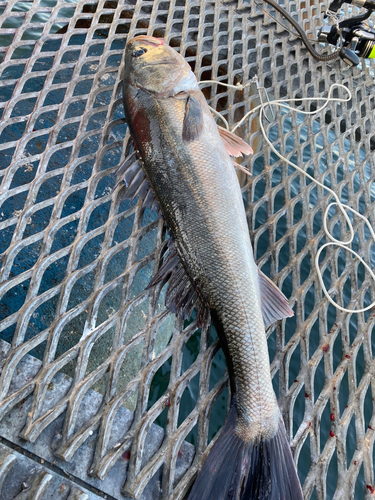 スズキの釣果