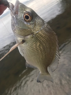 ナンヨウチヌの釣果