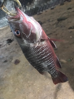 ゴマフエダイの釣果