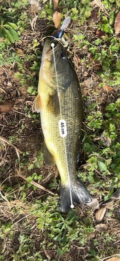 ブラックバスの釣果