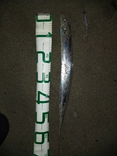 タチウオの釣果