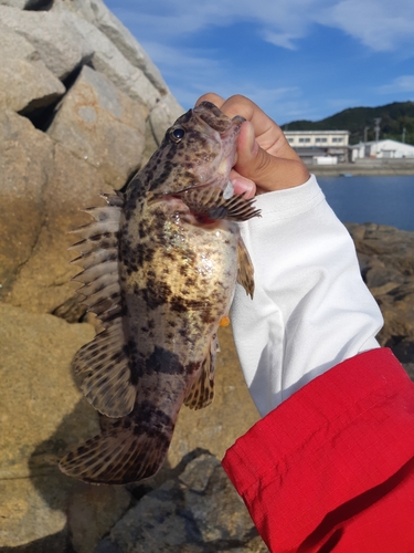 タケノコメバルの釣果