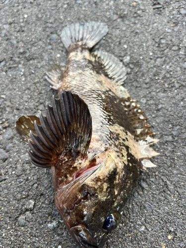 ソイの釣果