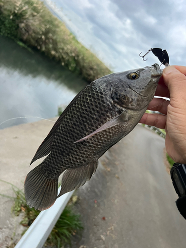 ティラピアの釣果