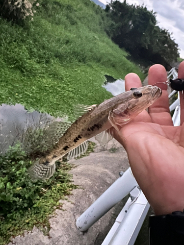 ハゼの釣果