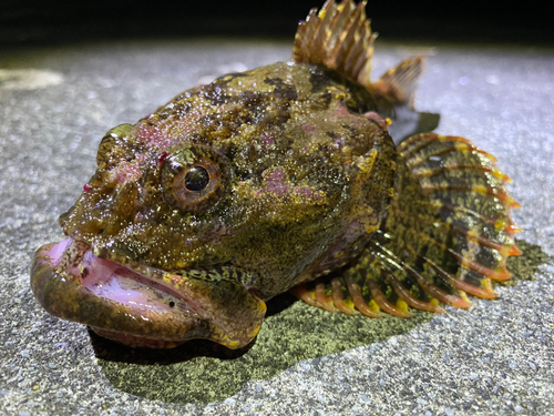 カジカの釣果