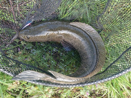 ライギョの釣果