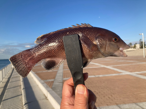 コブダイの釣果