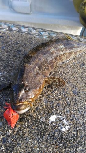 アイナメの釣果