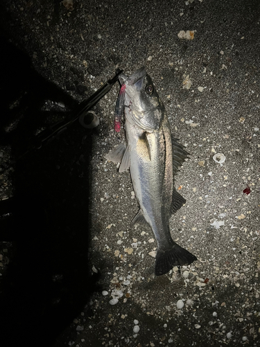 シーバスの釣果