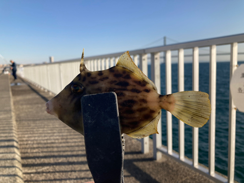 カワハギの釣果