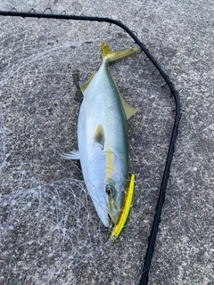 ハマチの釣果