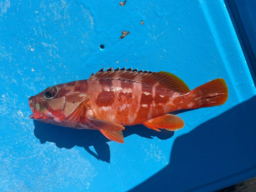 アカハタの釣果