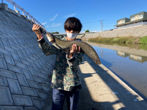 マナマズの釣果