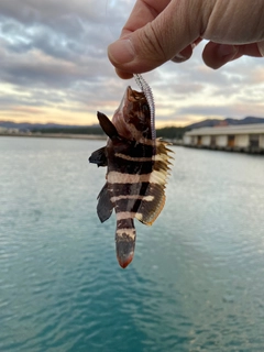 マハタの釣果