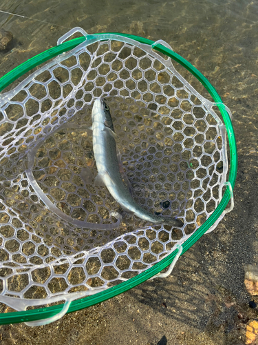 ニジマスの釣果