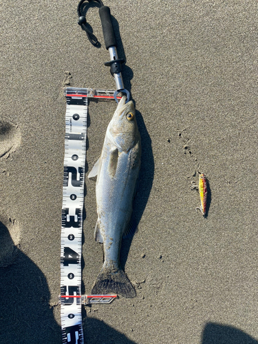 スズキの釣果