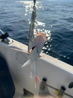 レンコダイの釣果