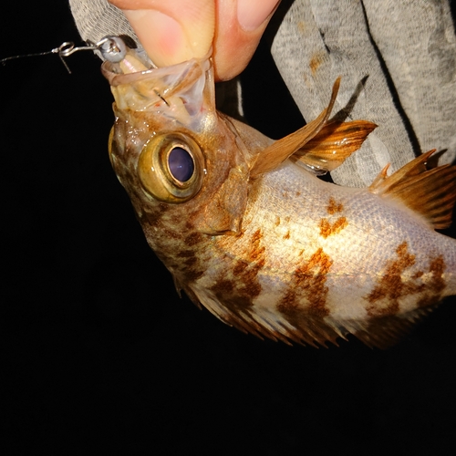 メバルの釣果