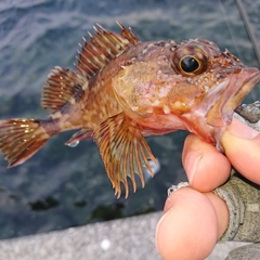 アラカブの釣果