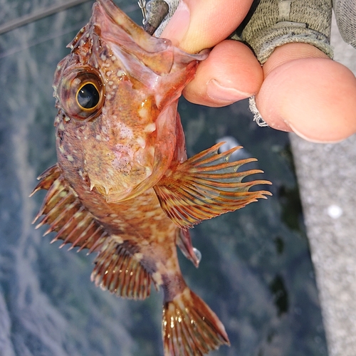 アラカブの釣果