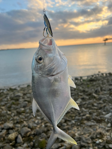 ガーラの釣果